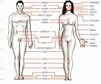 Woman Body Parts / Premium Vector Woman Body Parts / Select from premium woman body parts of the highest quality.