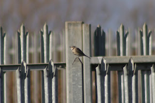 Water Pipit