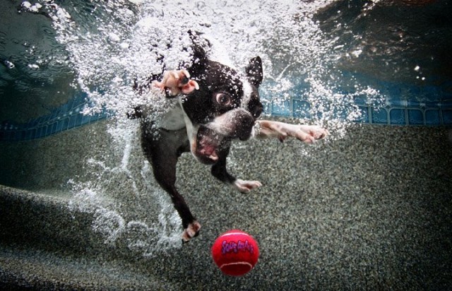 Sharing ilmu yuk!!!: KETIKA ANJING MENGEJAR BOLA KE KOLAM