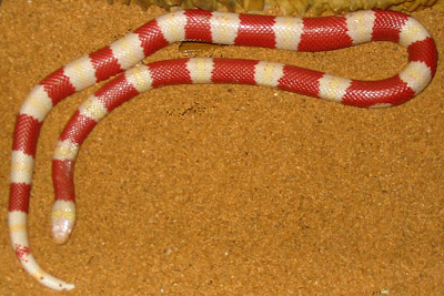 Nelsons_Milksnake_Albino_Nelsoni