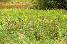 dried seed heads in front of goldenrod