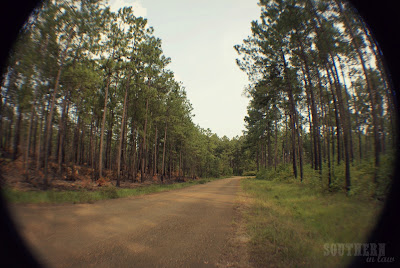 Kisatchie National Forest - Alexandria Louisiana - Pine Trees and Dirt Road