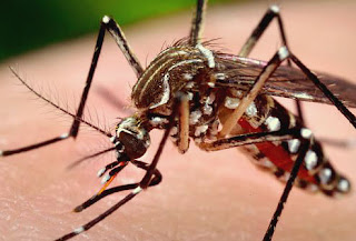 15 fakta menarik tentang nyamuk ~ FANFAREFORUM.NET