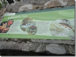 A Salmon's Tale at Rogie Falls