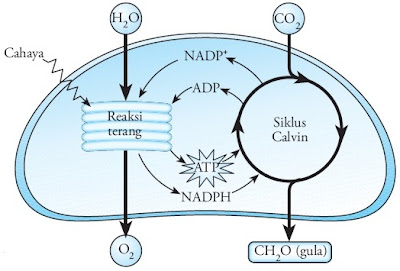 Masuknya produk reaksi terang ke siklus Calvin