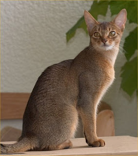 abyssinian cat pets info photo wallpaper