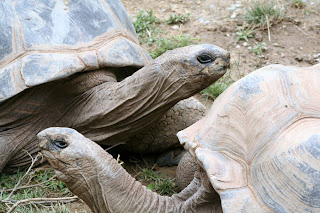 Reptiland, Allenwood PA : Aldabra Tortoise :: All Pretty Things