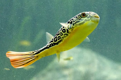 Mbu Puffer ( Tetraodon mbu )