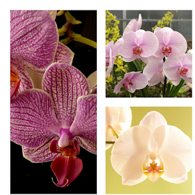 review this orchid care and tips