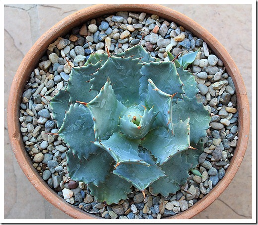 120630_Agave-isthmensis_02