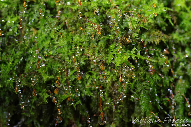 Moss and water drops