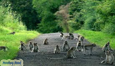 monkey Road