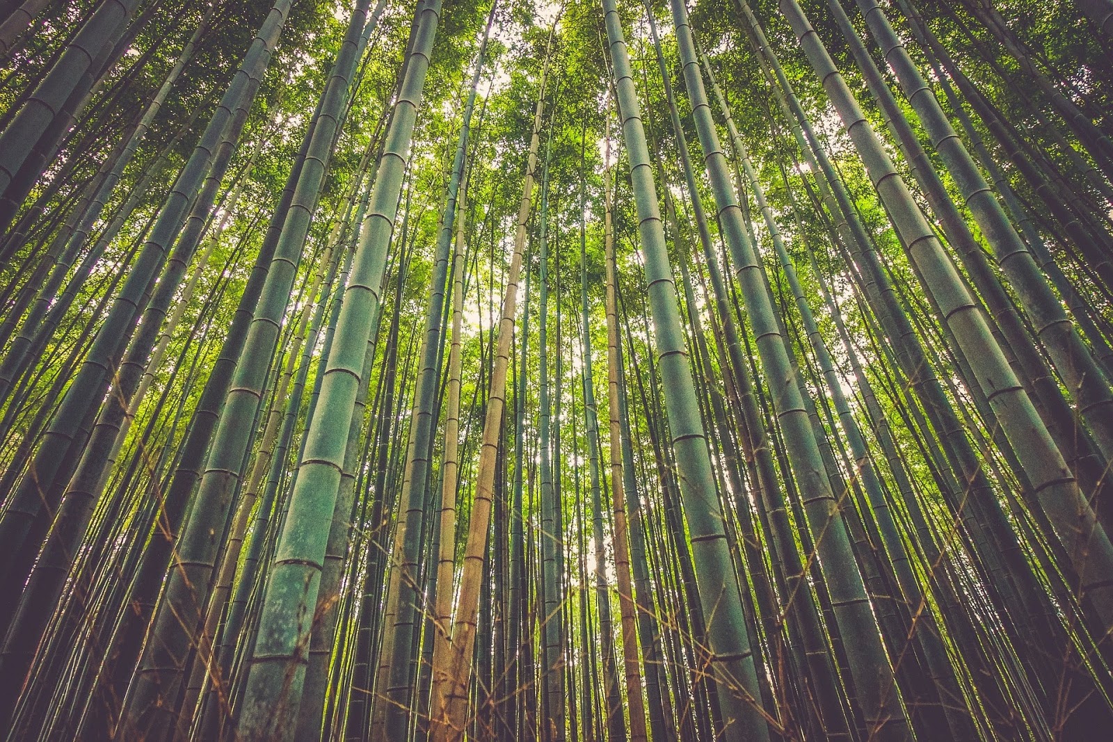 Kumpulan Gambar Hutan Bambu Indah Mempesona