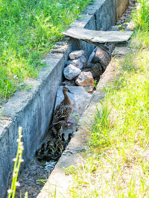 Утка с утятами пытаются выбраться из водостока