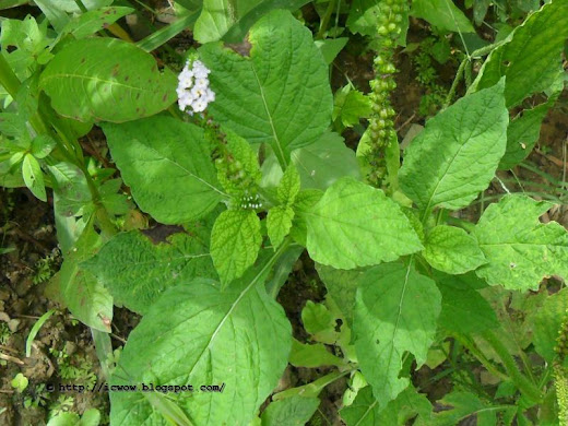 Indian Heliotrope, Heliotropium indicum