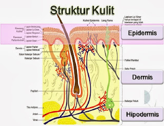 Hasil gambar untuk struktur dan fungsi kulit