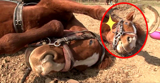 Cavalo que finge de morto toda vez que alguém tenta montá-lo faz sucesso na internet - Capa
