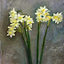 Bouquet of Narcisi