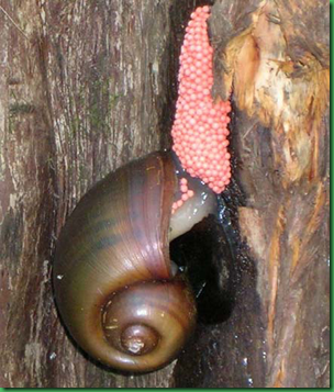Channeled Apple Snail