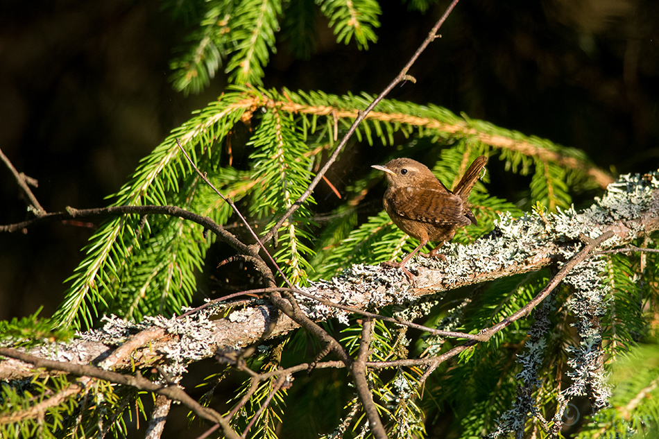 Käblik, Troglodytes troglodytes, Northern Wren, common, Eurasian, Nannus