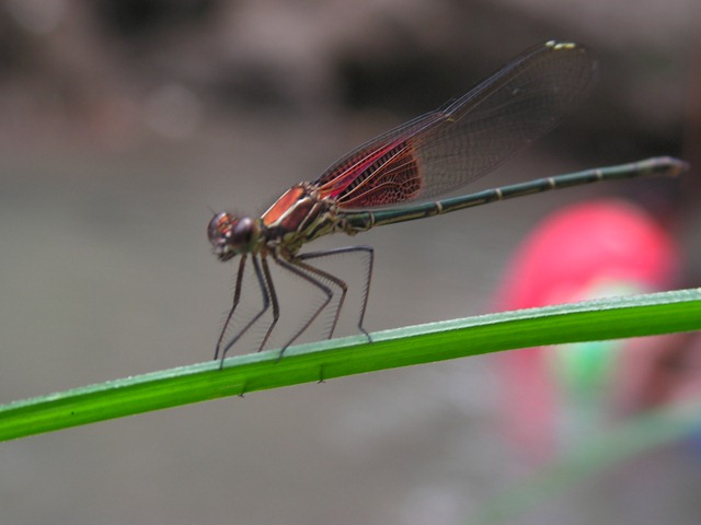 Libelula