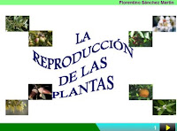 http://cplosangeles.juntaextremadura.net/web/edilim/curso_4/cmedio/las_plantas/la_reproduccion/la_reproduccion.html