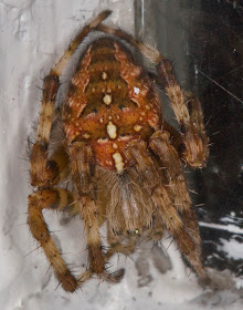 Garden Spider, Araneus diadematus.  Near my garden light trap in Hayes on 14 September 2014.