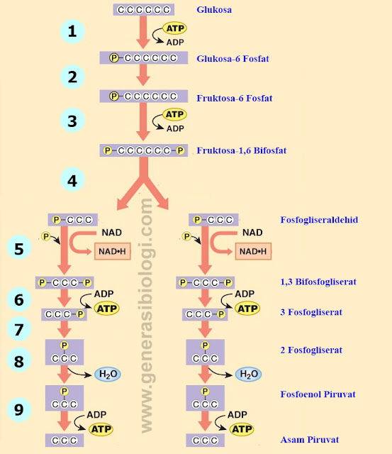 Materi Metabolisme (Katabolisme) dan Cara Mudah 