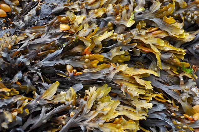 rumput laut seaweed