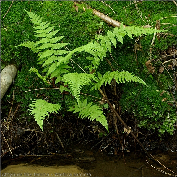 Athyrium filix-femina - Wietlica samicza pokrój 