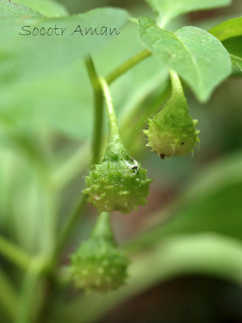 Physaliastrum echinatum