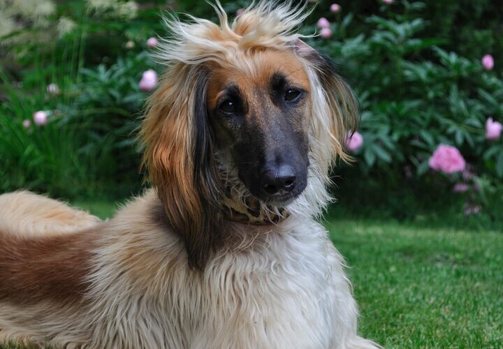 Afghan Hound