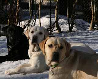 Raza de perro Labrador Retriever