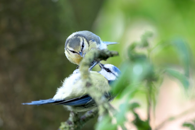 Blaumeisen turnen im Geäst