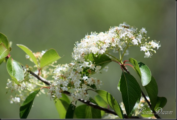 OMC_Blackhaw1