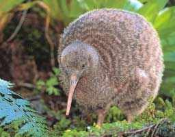 Foto Burung Kiwi