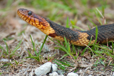 Broad-banded Watersnake, Red Slough Wildlife Management Area