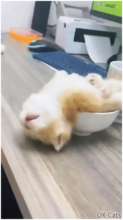 Crazy Kitten GIF • Tired  kitty sleeping with head upside down! [ok-cats.com]