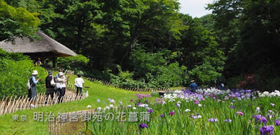 明治神宮御苑の花菖蒲