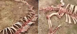 Μπροστά σε ένα μυστήριο θέαμα βρέθηκαν οι κάτοικοι ενός μικρού χωριού στην Κίνα, καθώς εμφανίστηκε ο σκελετός ενός δράκου, όπως αναφέρουν  τ...