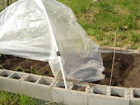 Potato Dome to cut down in Rain Damage