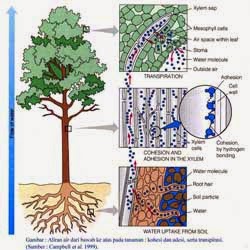  Manfaat Dan Fungsi Air Bagi Tumbuhan 