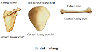 klasifikasi tulang berdasarkan bentuk