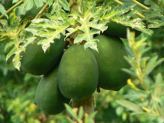 Lechoza(Papaya)