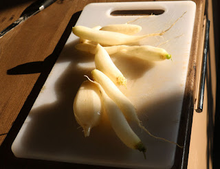 Icicle Radish ready for the pot