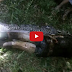 Missing man is cut out of giant python’s body (Warning: GRAPHIC Video/images)