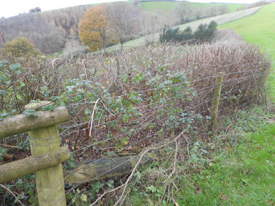 Fenced hedge, Devon. Photograph copyright © Belinda Whitworth 2020