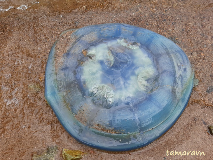 Медуза ропилема съедобная (Rhopilema esculentum)