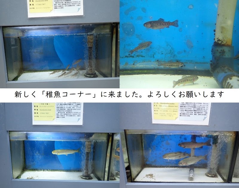 標津サーモン科学館blog 稚魚コーナー の話題あれこれ