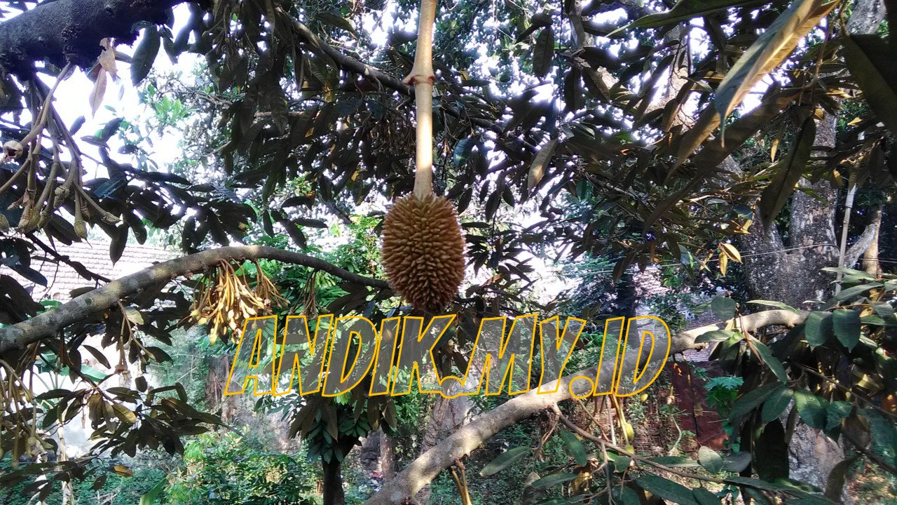 Kumpulan Foto Bunga Durian Dan Durian Muda Masih Kecil Andikmyid
